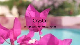  Presentation with bougainvillea - Colorful PPT theme enhanced with bougainvillea by the pool backdrop and a coral colored foreground