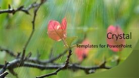 Presentation with bougainvillea - Colorful presentation design enhanced with bougainvillea flower in the rain backdrop and a  colored foreground