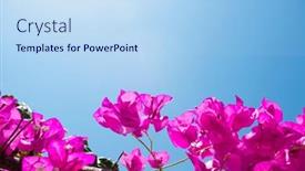  Presentation with bougainvillea - Audience pleasing presentation design consisting of bougainvillea-flower-over-blue-sky backdrop and a light blue colored foreground