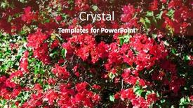  Presentation with bougainvillea - Beautiful presentation theme featuring bougainvillea-flower-with-petals-blooming backdrop and a tawny brown colored foreground