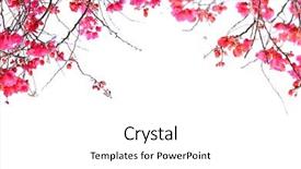  Presentation with bougainvillea - Slide set with bougainvillea flowers border isolated background and a white colored foreground