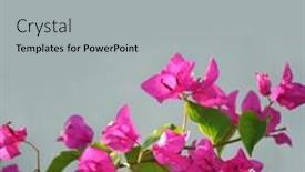  Presentation with bougainvillea - Audience pleasing PPT theme consisting of bougainvillea-flowers-on-a-grey backdrop and a light gray colored foreground