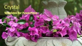  Presentation with bougainvillea - Colorful PPT layouts enhanced with bougainvillea-flowers-on-a-retro backdrop and a tawny brown colored foreground
