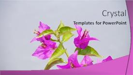  Presentation with bougainvillea - Presentation featuring bougainvillea-flowers-on-a-white background and a lemonade colored foreground