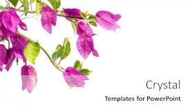  Presentation with bougainvillea - Cool new presentation design with bougainvillea-flowers-on-a-white backdrop and a white colored foreground