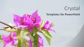  Presentation with bougainvillea - Beautiful presentation featuring bougainvillea-flowers-on-a-white backdrop and a sky blue colored foreground