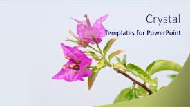  Presentation with bougainvillea - PPT theme consisting of bougainvillea-flowers-on-a-white background and a sky blue colored foreground
