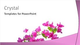  Presentation with bougainvillea - Slide set featuring bougainvillea-flowers-on-a-white background and a white colored foreground