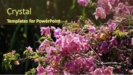  Presentation with bougainvillea - Slides consisting of bougainvillea-flowers-summer-pink-flower background and a tawny brown colored foreground