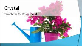  Presentation with pink blue - Colorful slides enhanced with bougainvillea in pink pot backdrop and a white colored foreground