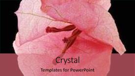  Presentation with bougainvillea - Theme having bougainvillea on black background background and a coral colored foreground