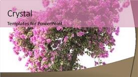  Presentation with bougainvillea - Colorful slide deck enhanced with bougainvillea on white background backdrop and a coral colored foreground