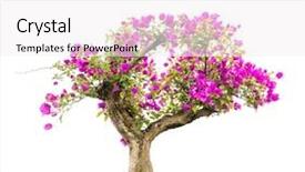 Presentation with bougainvillea - Slide deck consisting of bougainvillea on white background background and a white colored foreground