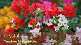  Presentation with bougainvillea - Slides consisting of bougainvillea-ornamental-shrubs-of-various background and a tawny brown colored foreground