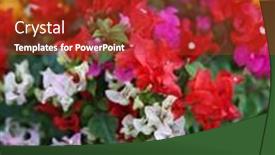  Presentation with bougainvillea - Slide set having bougainvillea-ornamental-shrubs-of-various background and a tawny brown colored foreground