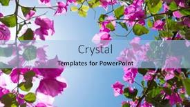  Presentation with bougainvillea - Slide set having bougainvillea-ornamental-vines-over-sunny background and a light blue colored foreground