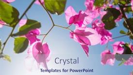  Presentation with bougainvillea - Colorful presentation theme enhanced with bougainvillea-over-blue-sky-background backdrop and a light blue colored foreground