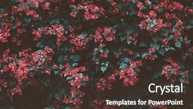  Presentation with bougainvillea - Presentation design enhanced with bougainvillea paper flower tropical flower background and a tawny brown colored foreground