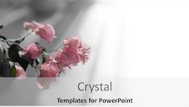  Presentation with bougainvillea - Presentation theme having bougainvillea-pink-flower-on-light background and a white colored foreground