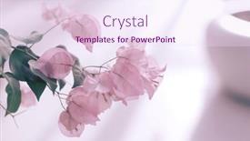  Presentation with bougainvillea - Slides featuring bougainvillea-pink-flower-on-light background and a pink colored foreground