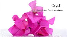  Presentation with bougainvillea - Beautiful slides featuring bougainvillea pink flowers on a white background backdrop and a white colored foreground