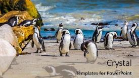 Presentation with space colony - Amazing slide deck having boulders penguin colony backdrop and a mint green colored foreground