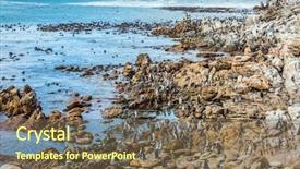  Presentation with space colony - Slides having boulders penguin colony background and a tawny brown colored foreground