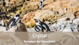  Presentation with space colony - Slides having boulders penguin colony background and a coral colored foreground