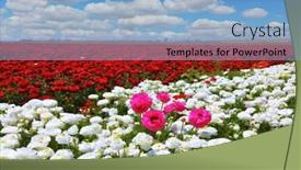  Presentation with pink sky - Cool new theme with close up of abstract striped cardboard background backdrop and a coral colored foreground