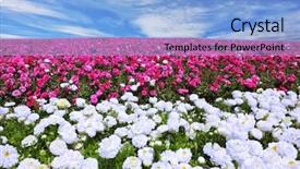  Presentation with grown - Theme featuring boundless rural field with flowers red garden buttercups flowers are grown for sale and trade background and a light blue colored foreground