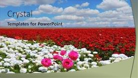  Presentation with pink sky - Cool new presentation with boundless rural field with flowers white garden buttercups are combined with bright red and pink flowers ranunculus cumulus clouds float across the sky backdrop and a light blue colored foreground