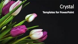  Presentation with kevlar black - Colorful theme enhanced with bouquet beautiful flowers - colorful tulips on black backdrop and a black colored foreground