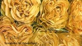  Presentation with roses - PPT theme consisting of bouquet-beautiful-yellow-roses background and a gold colored foreground