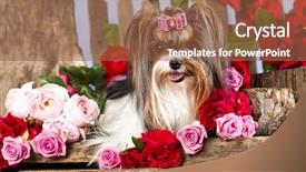  Presentation with pink roses - Slide set with bouquet cards - beaver york terrier and pink background and a tawny brown colored foreground