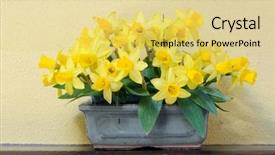  Presentation with springtime - Theme featuring bouquet daffodils vase - springtime background and a yellow colored foreground