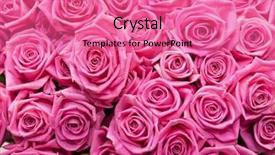  Presentation with pink roses - Colorful slide set enhanced with portrait of pelican sitting on the nest and flying over the beach backdrop and a sky blue colored foreground