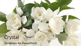  Presentation with plant - Beautiful presentation featuring bouquet gardenia plant isolated backdrop and a soft green colored foreground