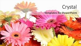  Presentation with flower - PPT theme with bouquet gerbera flower background and a white colored foreground