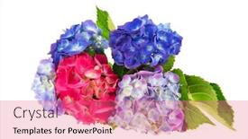  Presentation with white hydrangea - Theme featuring bouquet hydrangea in blue and pink isolated over white background background and a coral colored foreground