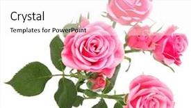  Presentation with pink rose - Cool new presentation design with bouquet isolated on white background backdrop and a white colored foreground