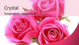  Presentation with rose flower - Colorful slides enhanced with happy new year 2017 card backdrop and a white colored foreground.