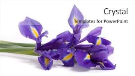  Presentation with iris flower - Slides with bouquet of a irises background and a white colored foreground