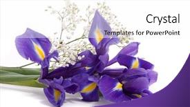  Presentation with iris flower - Presentation theme featuring bouquet of a irises background and a white colored foreground
