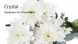  Presentation with white fragility - PPT theme with bouquet of beautiful chrysanthemums isolated background and a white colored foreground