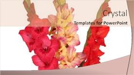  Presentation with colorful - Presentation theme consisting of bouquet-of-beautiful-colorful-gladioli background and a coral colored foreground