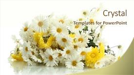  Presentation with white flowers - Slides consisting of bouquet of beautiful daisies flowers background and a cream colored foreground