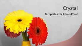  Presentation with mustard seeds yellow flowers - Cool new PPT theme with bouquet of beautiful gerbera flower backdrop and a  colored foreground