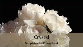  Presentation with peony - Cool new slide deck with bouquet of beautiful peony flowers backdrop and a coral colored foreground