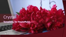  Presentation with peony - Beautiful PPT theme featuring bouquet of beautiful red peony flowers on workplace backdrop and a crimson colored foreground