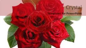  Presentation with roses - Theme consisting of bouquet-of-beautiful-roses-isolated background and a crimson colored foreground